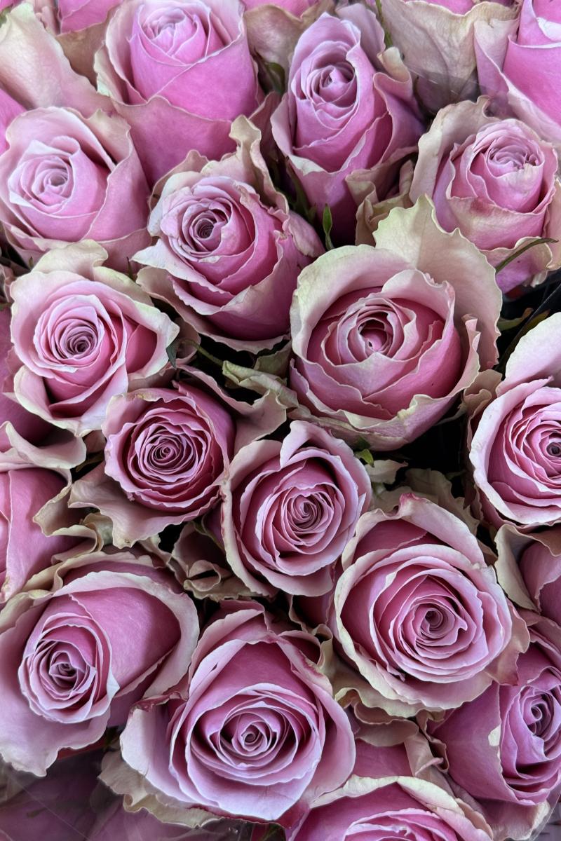 Rožė Athena Royale