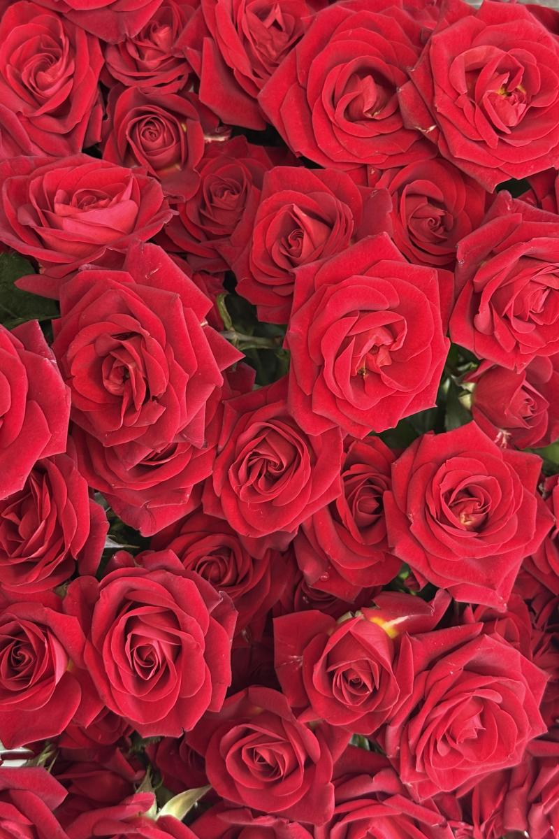 Krūminė rožė Dominica