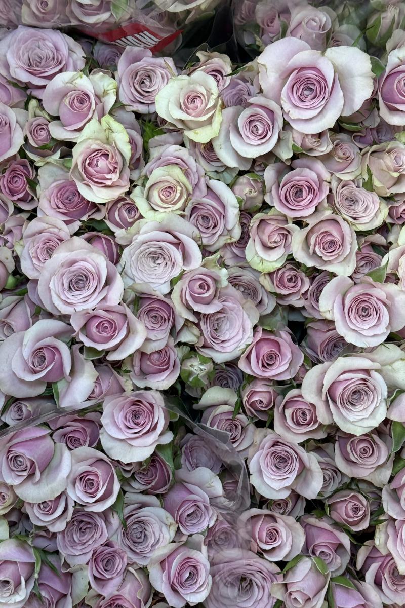 Krūminė rožė Leila