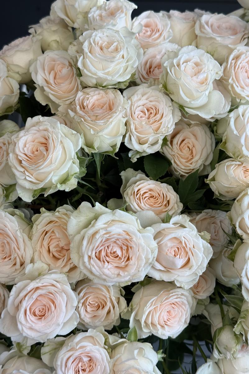 Krūminė rožė Sofie