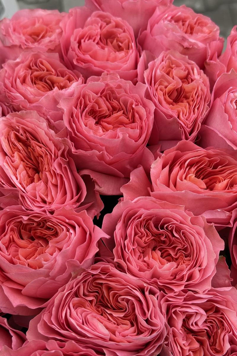 Rožė Pink Expression