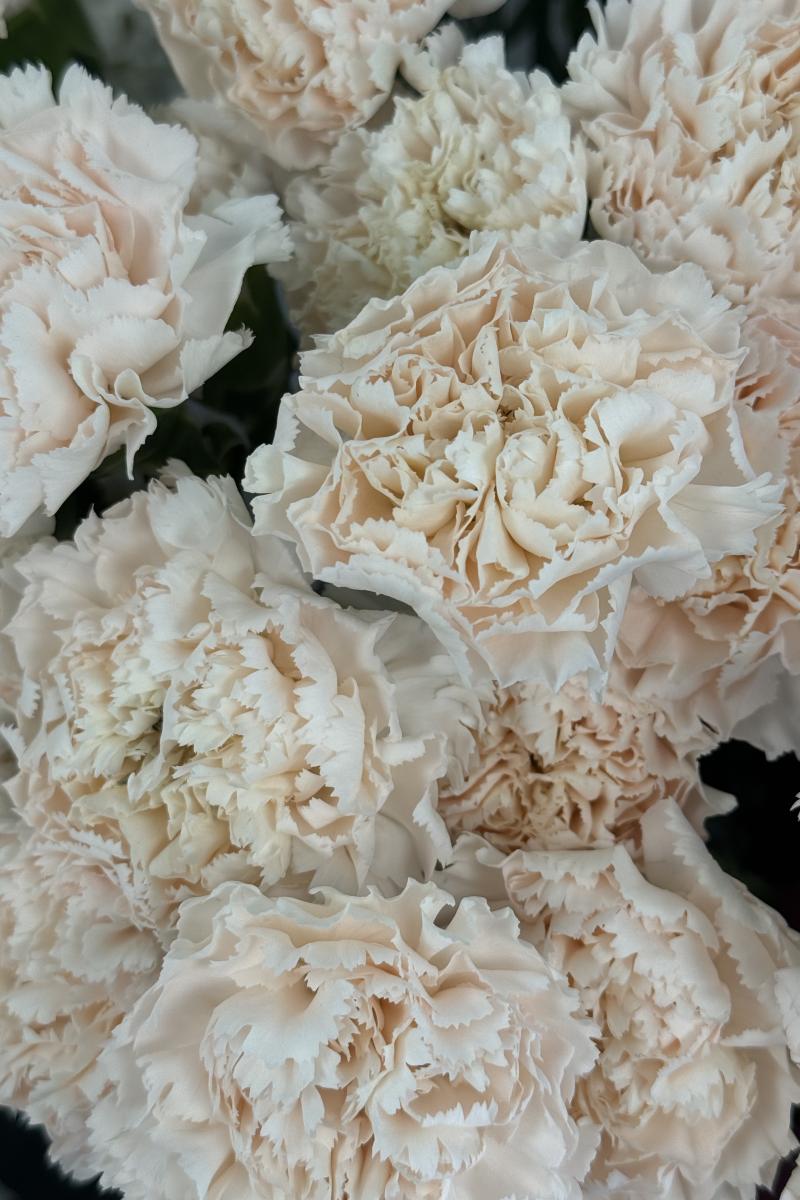 Gvazdikas Brut (baltas)