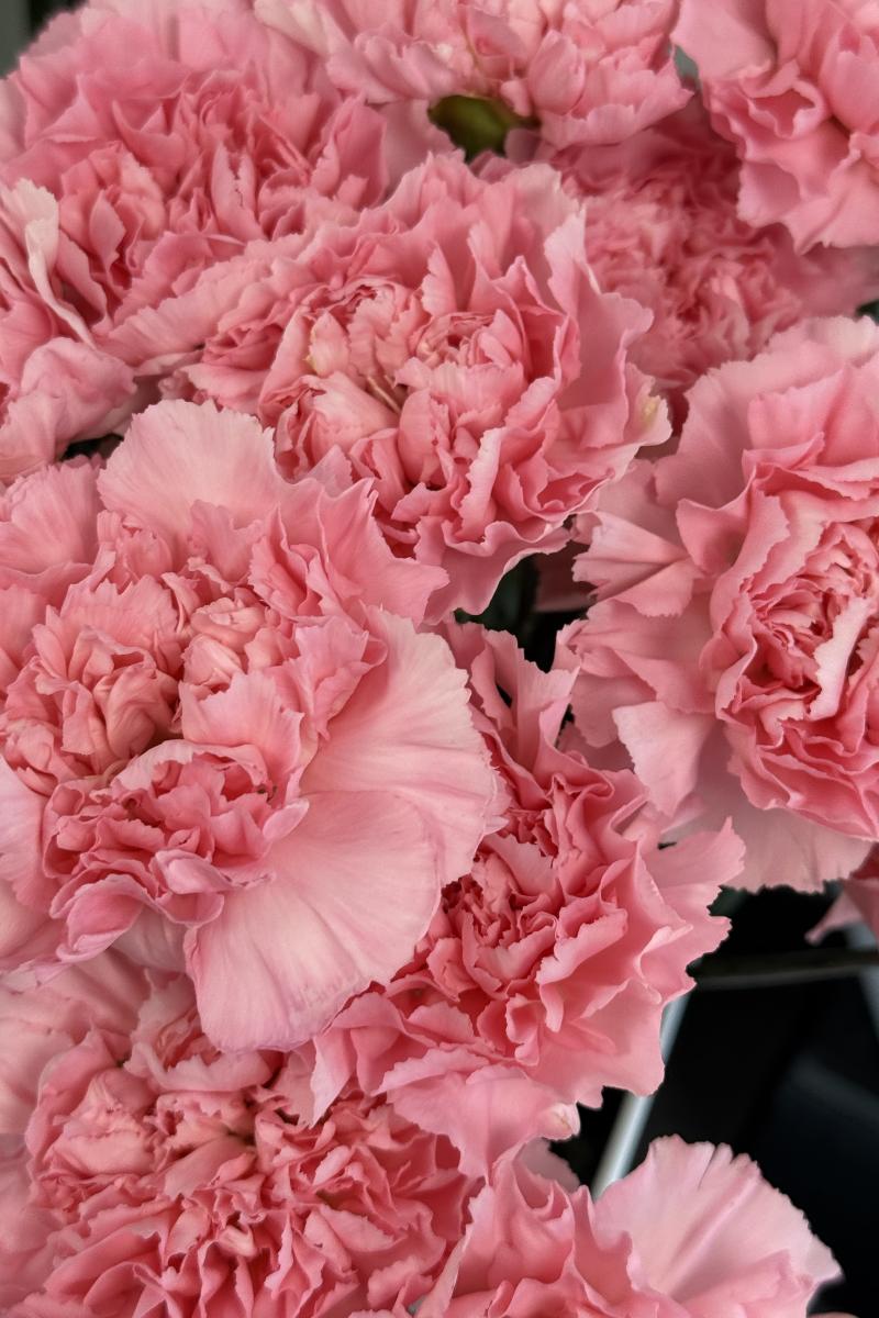 Gvazdikas (rožinis)