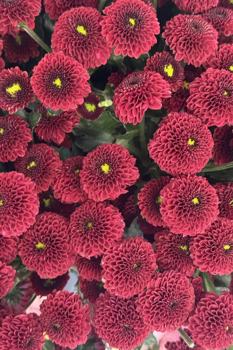 Chrizantema Purpet Red