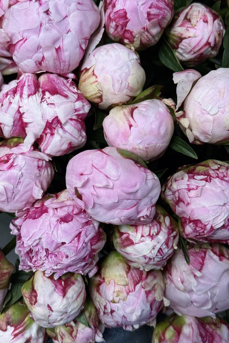 Bijūnas Sarah Bernhardt