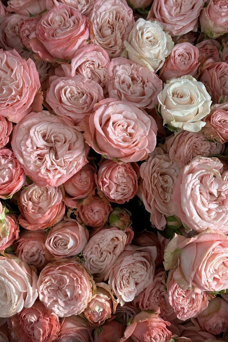 Krūminė rožė Madam Bombastik